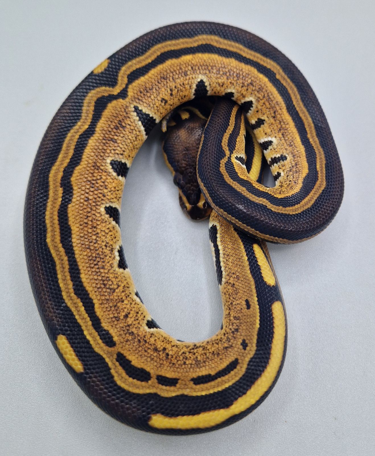Königspython (Python regius) – Königspython 0/1 tri 66% het gs