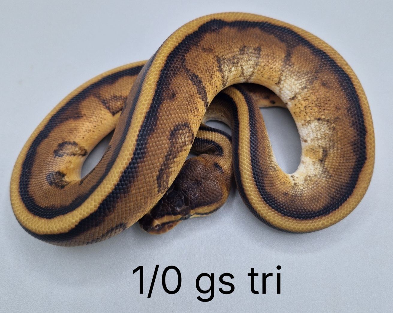 Königspython (Python regius) – Königspython 1/0 gs tri