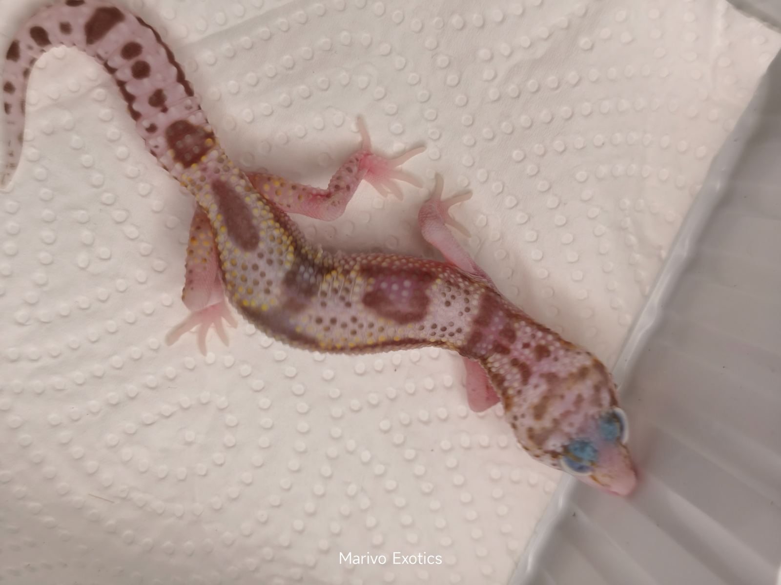 Leopardgecko (Eublepharis macularius) – Leopardgecko 0.1