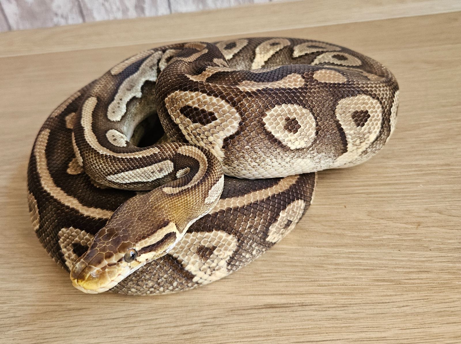Königspython (Python regius) – Königspython Pastave het Piedbald 
