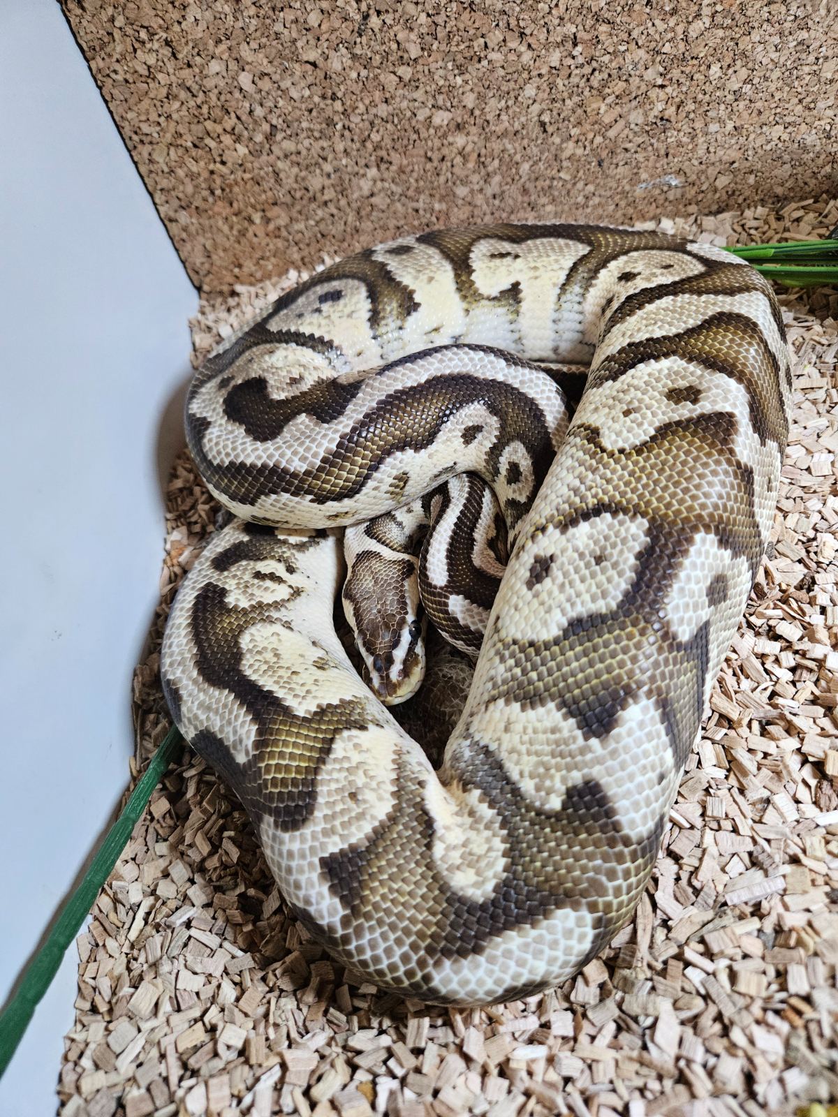 Königspython (Python regius) – Königspython Pastel YB Fader het Pied