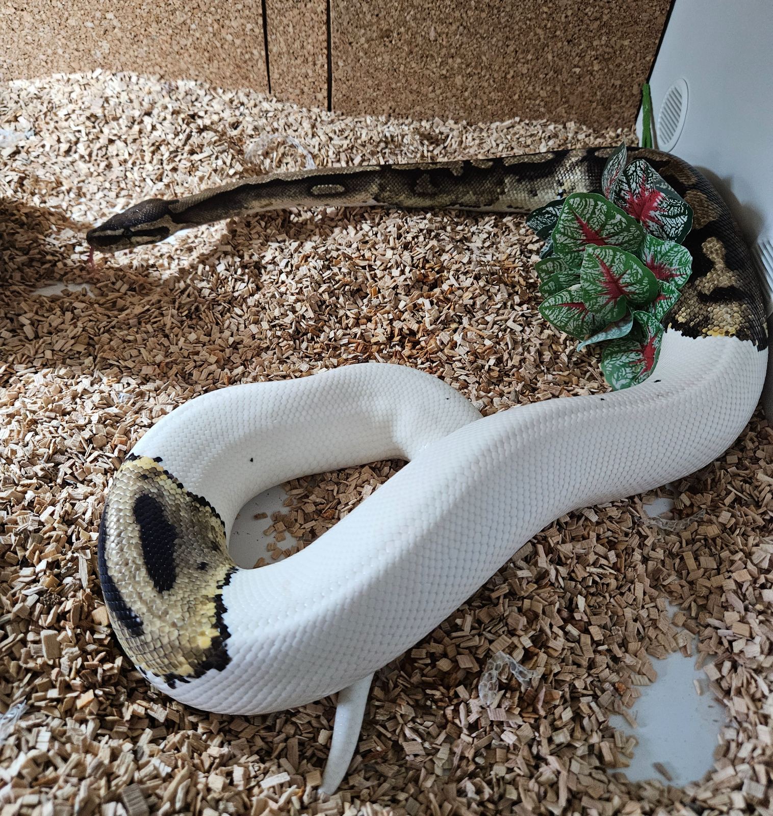 Königspython (Python regius) – Königspython Piedbald