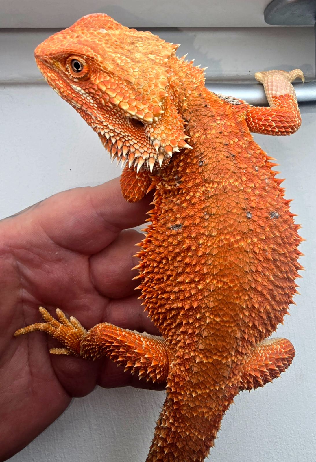 Bartagame (Pogona vitticeps) – Hypo Orange Genetic Stripe het Trans 