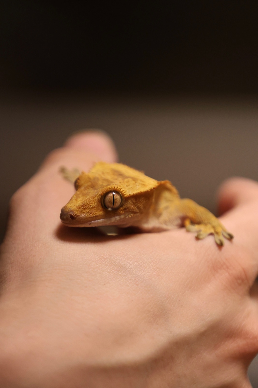 Kronengecko (Correlophus ciliatus) – Kronengecko Männchen 