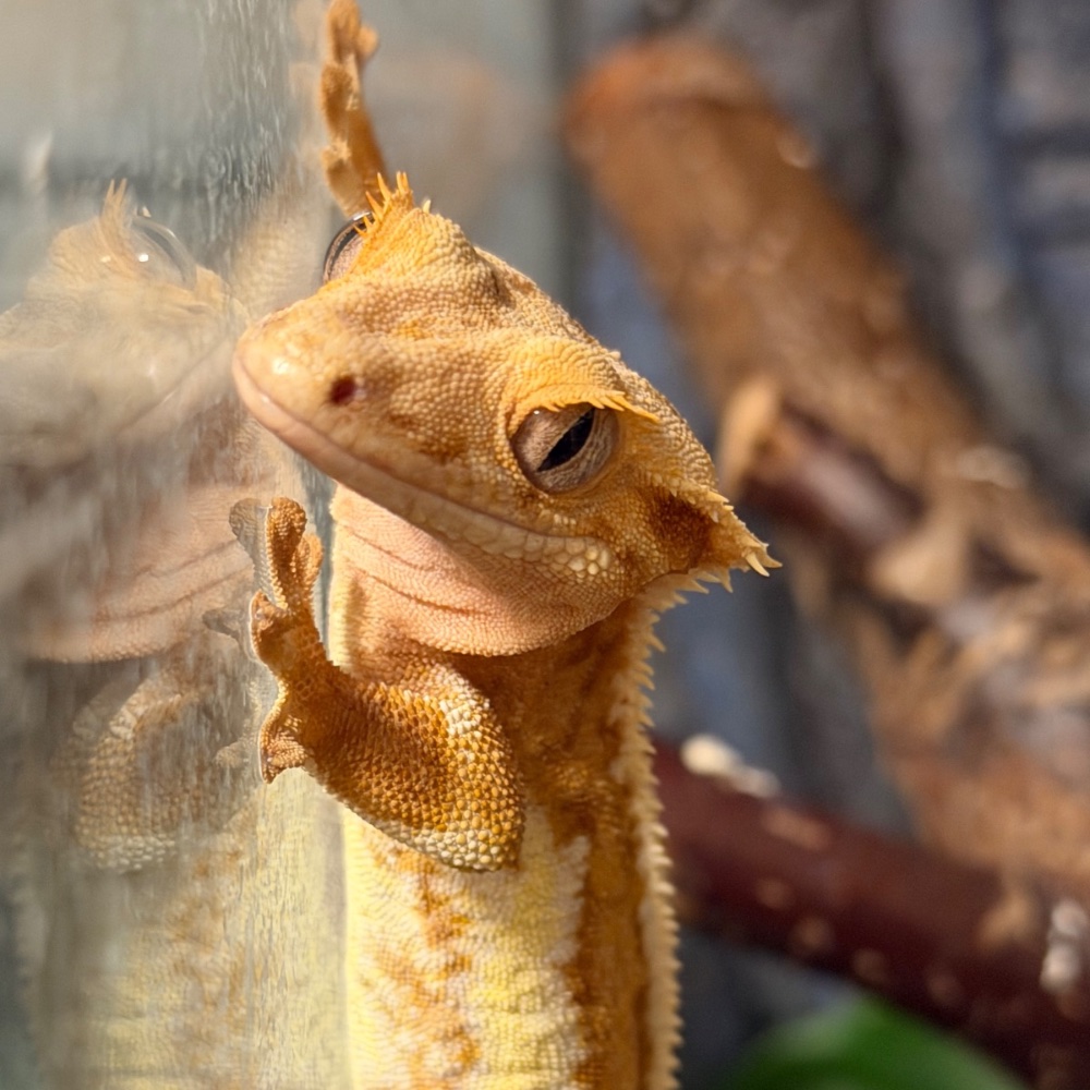 Kronengecko (Correlophus ciliatus) – Kronengecko Weibchen pet only 