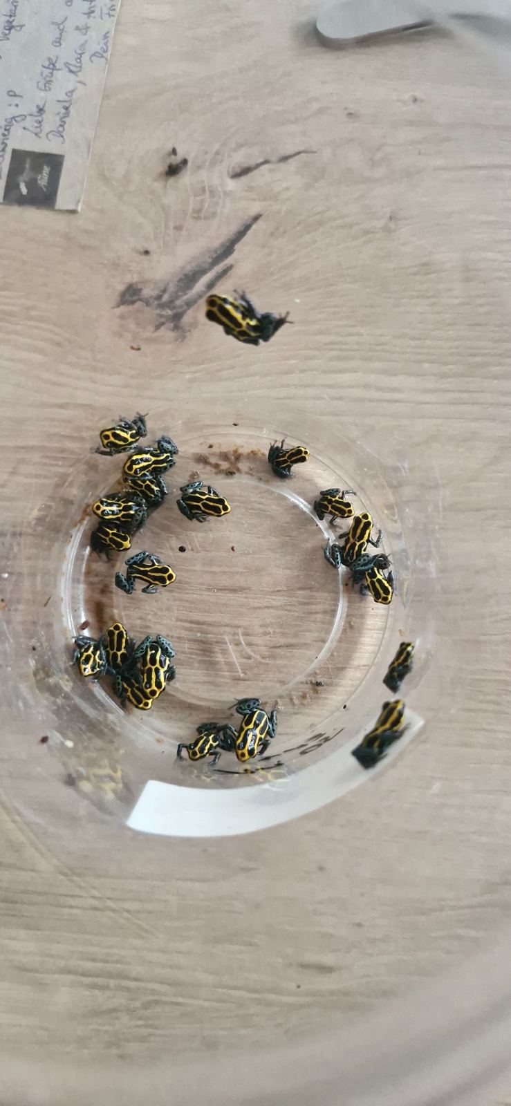 Baumsteiger (Ranitomeya variabilis) im Terrarium