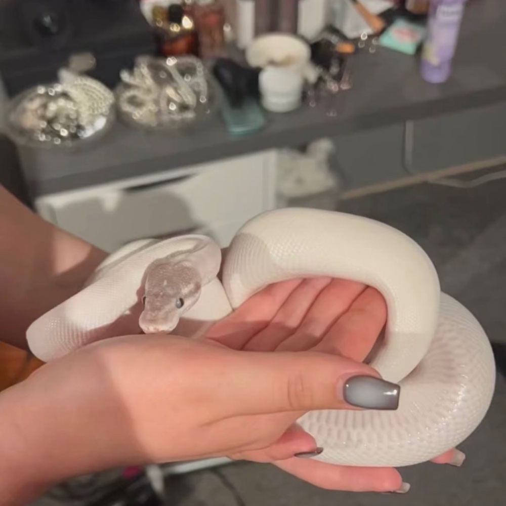 Königspython (Python regius) – Königspython, Blue Eyed Lucy 