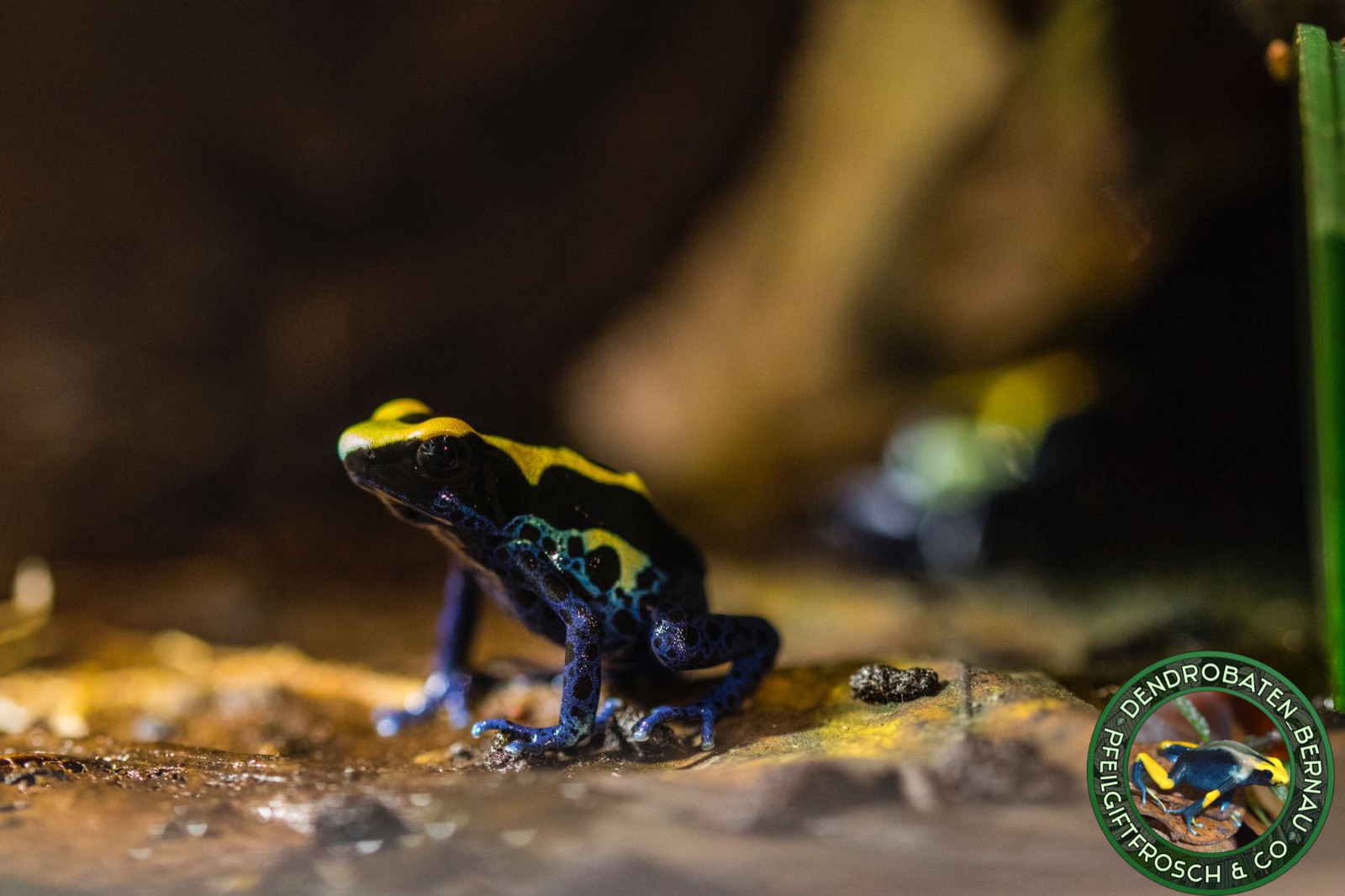 Goldener Baumsteiger (Dendrobates nubeculosus) im Terrarium