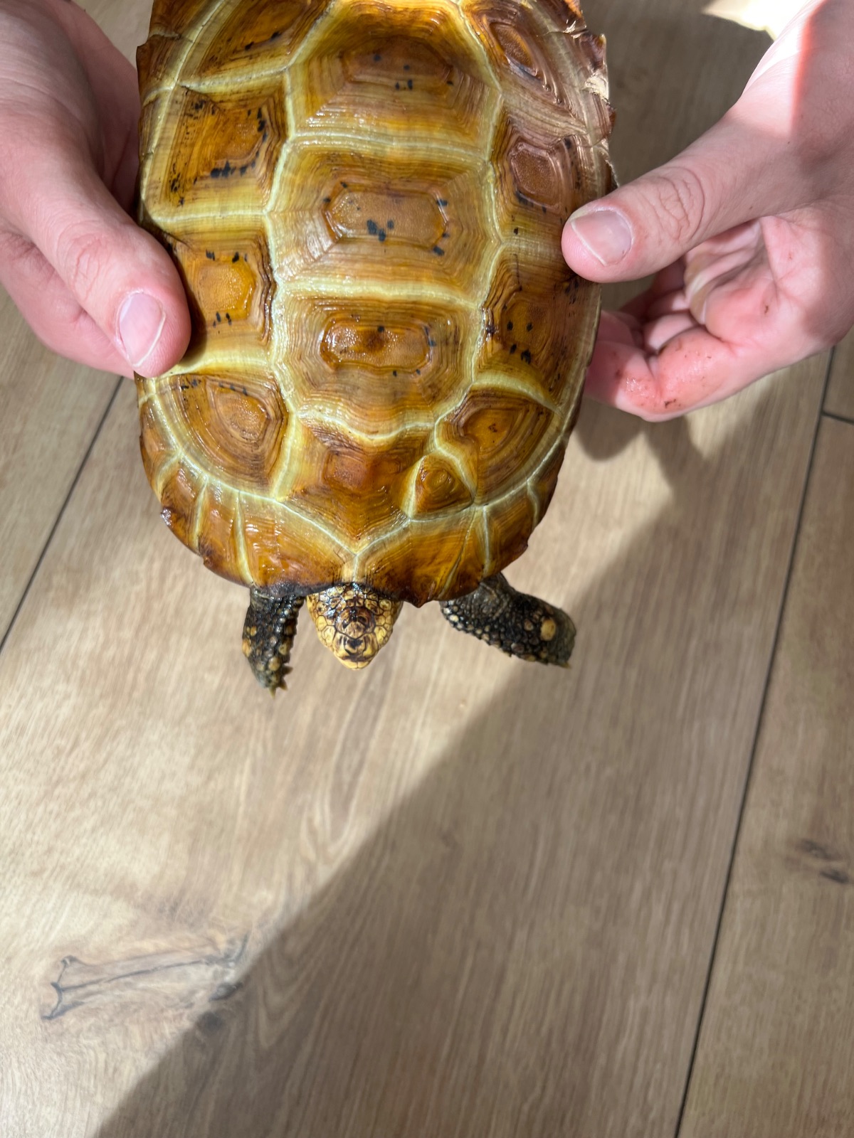 Waldschildkröte (Chelonoidis denticulata) im Terrarium