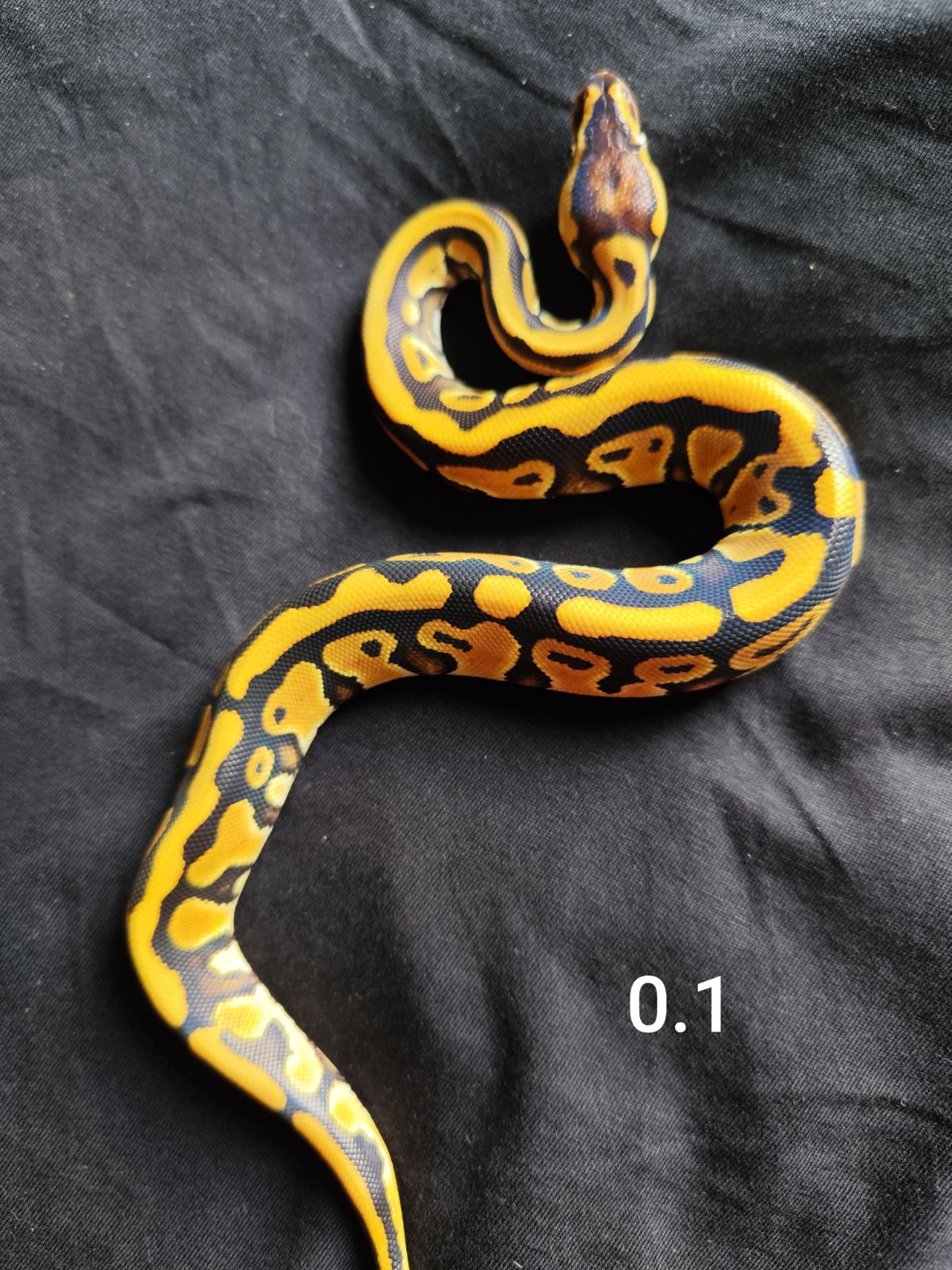 Königspython (Python regius) – Königspython Pastell Dessert Ghost het. Pied
