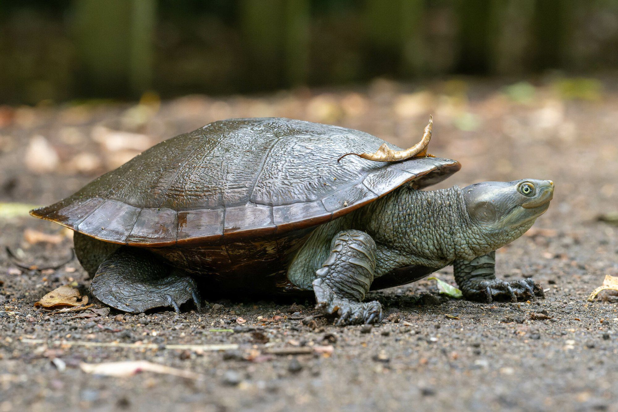 Murray River turtle for sale & care guide – key facts | Reptoria